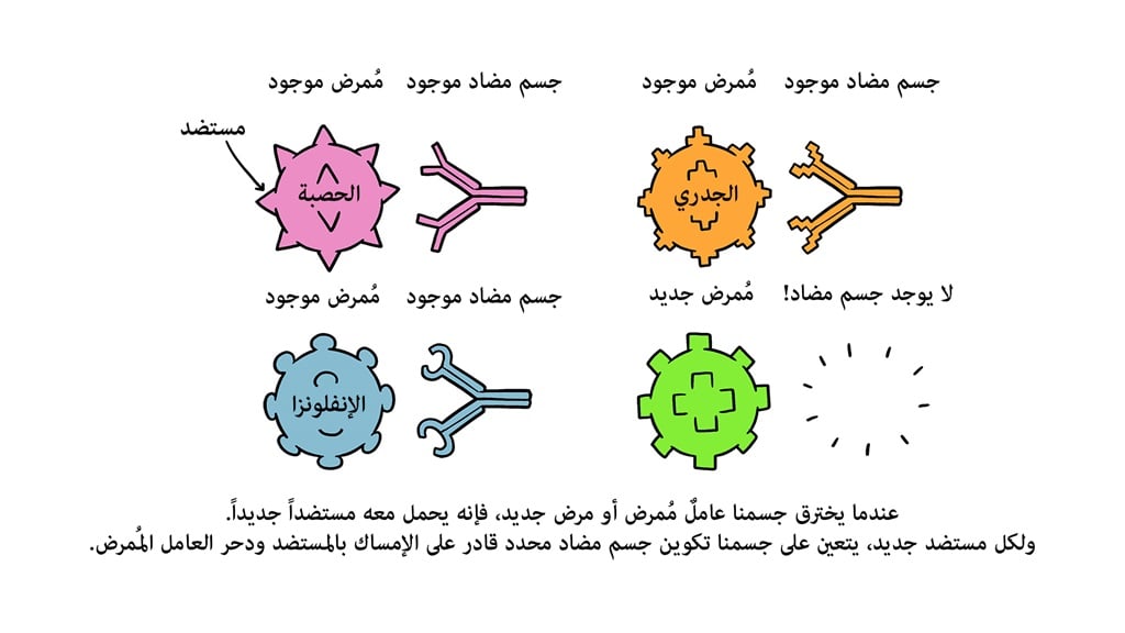 Vaccines Antibody illustration 01_29 Oct